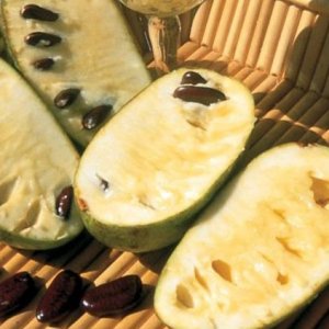 Asimina triloba (Ásimina trojlaločná - Banán severu) PAW PAW ´REBECCA´ - kont. C3L, výška30-40 cm